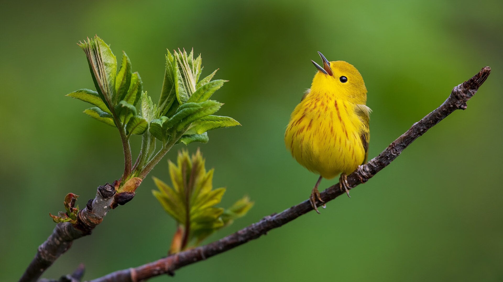 九游体育下载-五大联赛是否因对手风格变化主动调整中场厚度,五大联赛分析